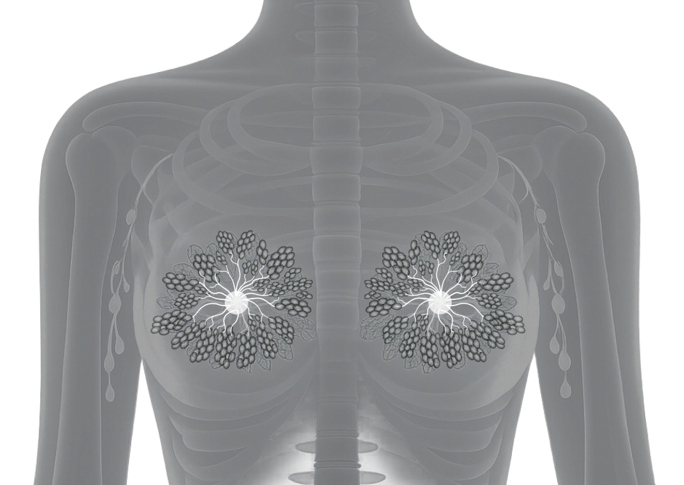 Anatomy illustration of human breast structure for medical education and breast health topics